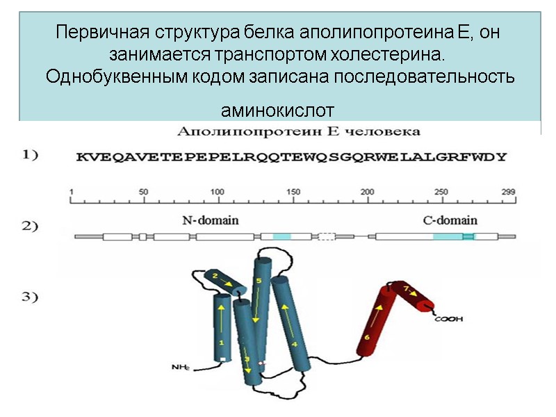 Первичная структура белка аполипопротеина Е, он занимается транспортом холестерина.   Однобуквенным кодом записана